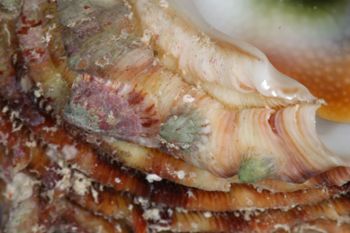 Media type: image;   Malacology 393771 Description: live specimen;